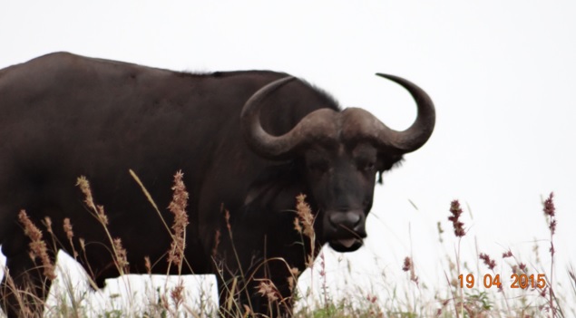 Safari from Durban in South Africa; Buffalo