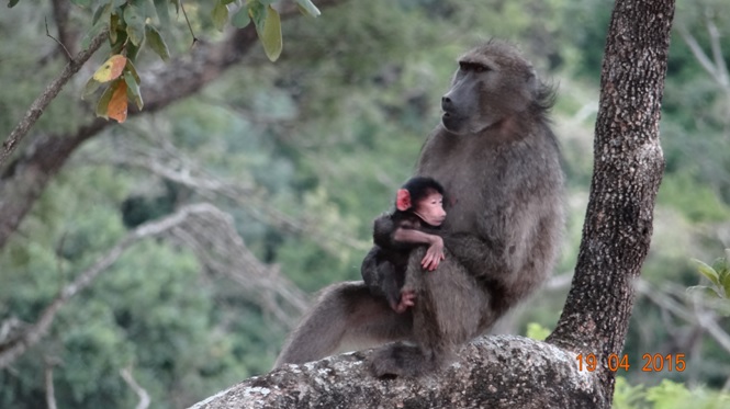 Safari from Durban in South Africa; Chacma Baboon and baby