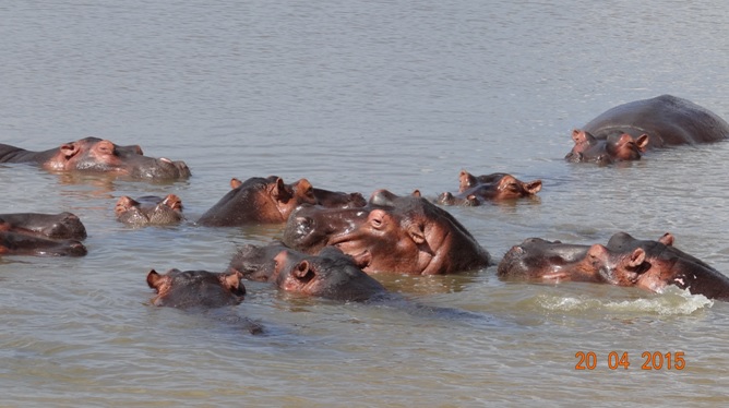 Safari from Durban in South Africa; Hippos