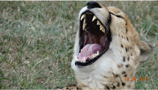 Safari from Durban in South Africa; Inside the mouth of a Cheetah