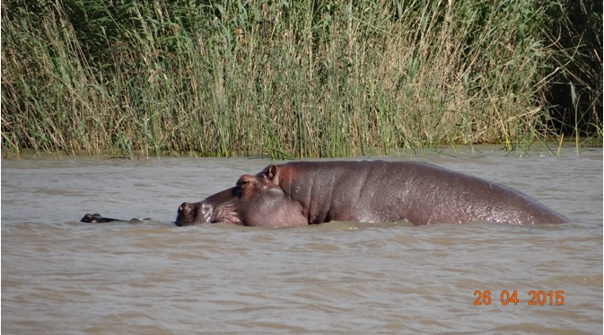 St Lucia day tour; Hippos mating