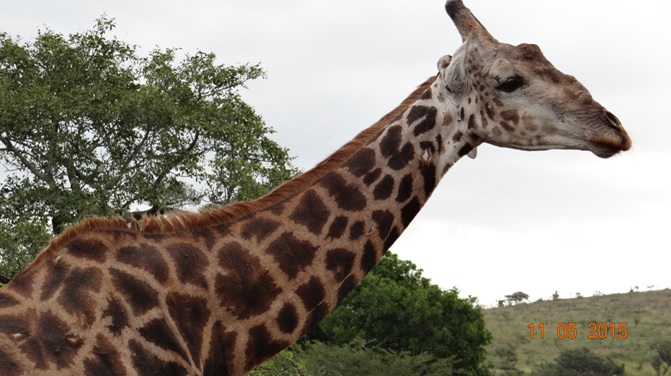 Durban day safari tour; Giraffe