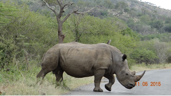 Durban day safari tour; Rhino crossing road