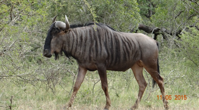 Durban day safari tour; Wildebeest