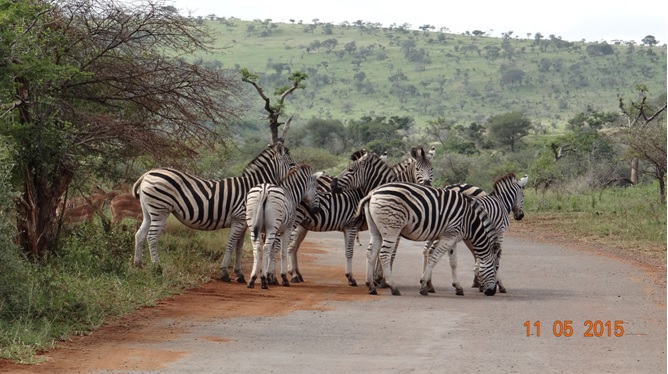 Durban day safari tour; Zebra and Impala on road