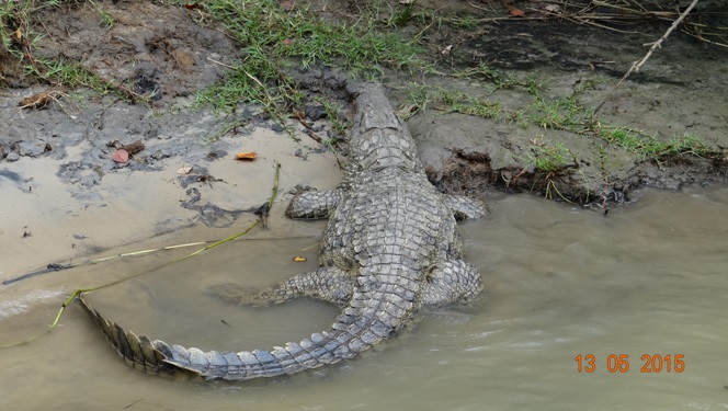 Durban day tour; Nile Crocodile in St Lucia estuary