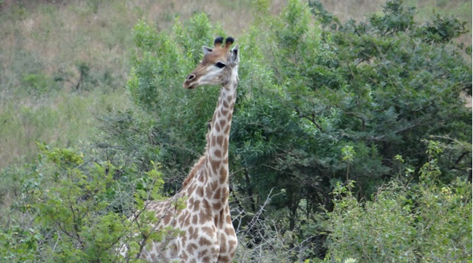 Durban overnight safari; Giraffe near the gate