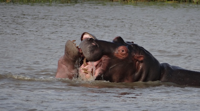 Durban overnight safari; Hippos fighting at St Lucia