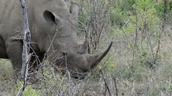 Durban overnight safari; Rhino