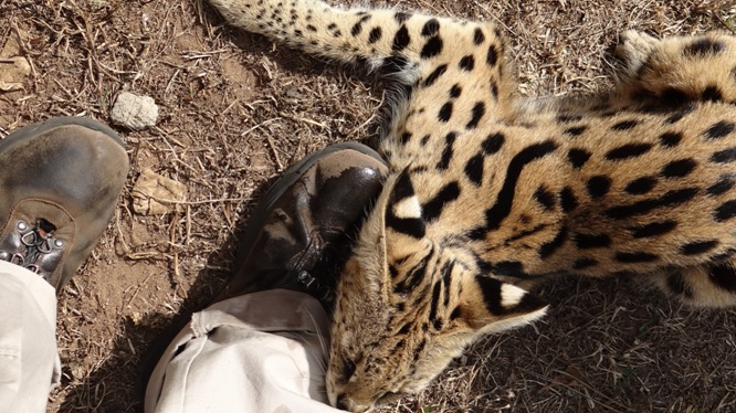 Durban overnight safari; Serval polishing my boots
