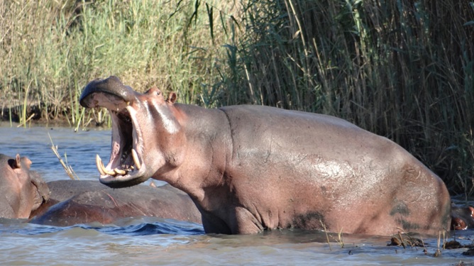 Durban 2 day safari; Hippo with mouth open