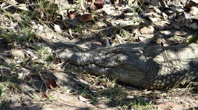 Durban 2 day safari; Nile Crocodile