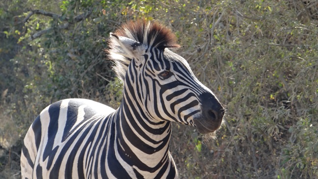 Durban 2 day safari; Zebra