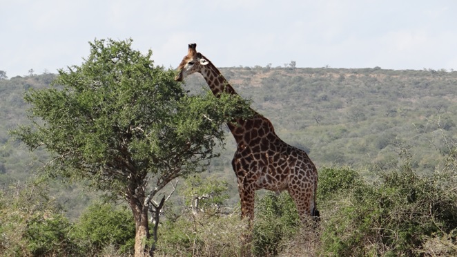 Durban day safari; Giraffe