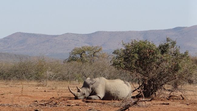Durban day safari; Rhino