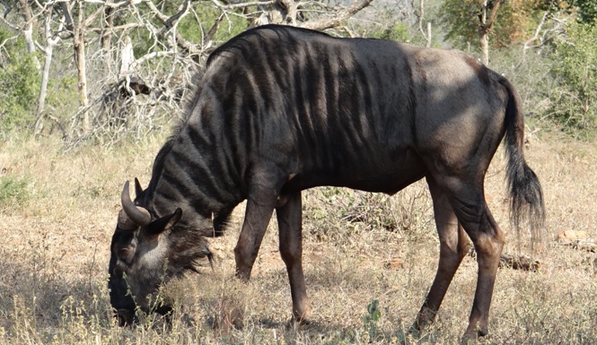 Durban day safari; Wildebeest