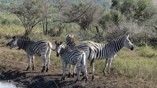 Durban day safari; Zebra