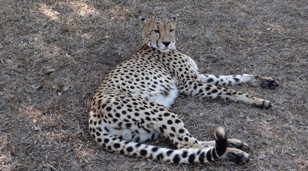 Durban private safari; Cheetah