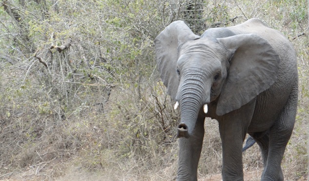 Durban private safari; Elephant playing on road