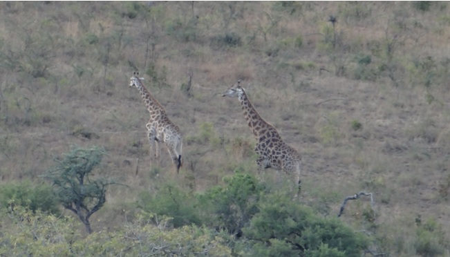 Durban private safari; Giraffe