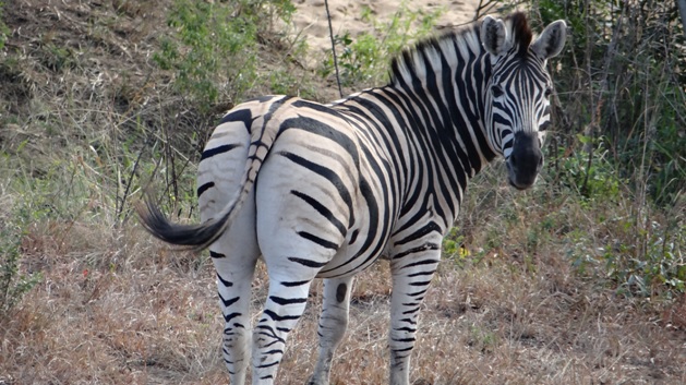 Durban private safari; Zebra