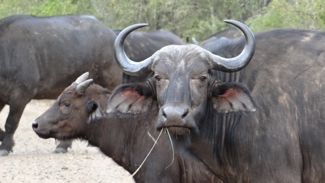 Durban safari tour; Buffalo and calf