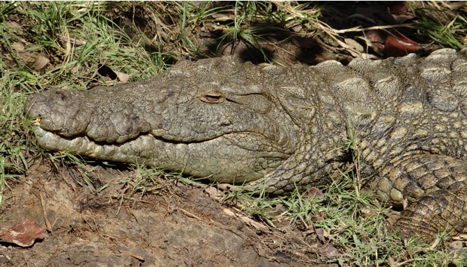 Durban safari tour; Crocodile at St Lucia estuary