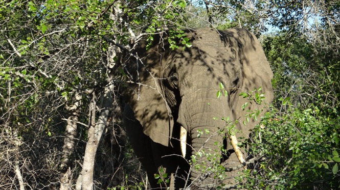 Durban safari tour; Elephant