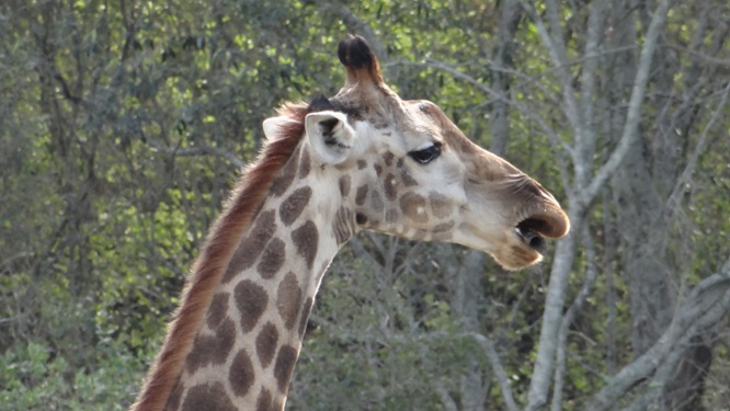 Durban safari tour; Giraffe chews bone