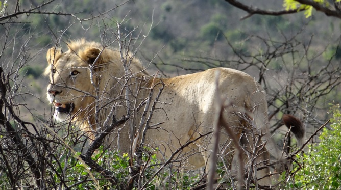 Durban safari tour; Lion standing