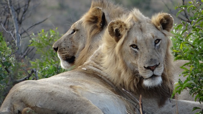 Durban safari tour; Lions