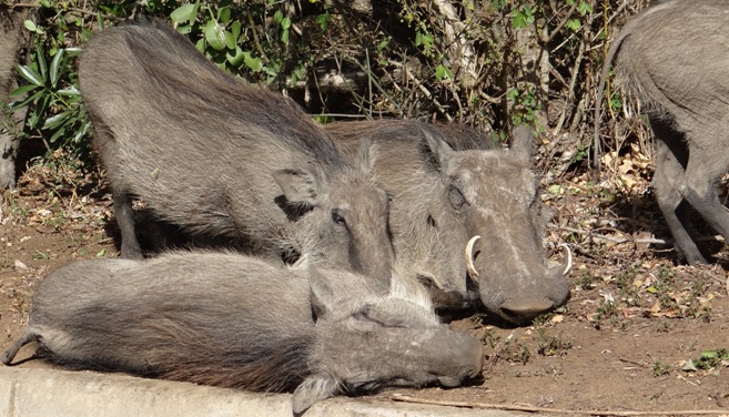 Durban safari tour; Warthogs