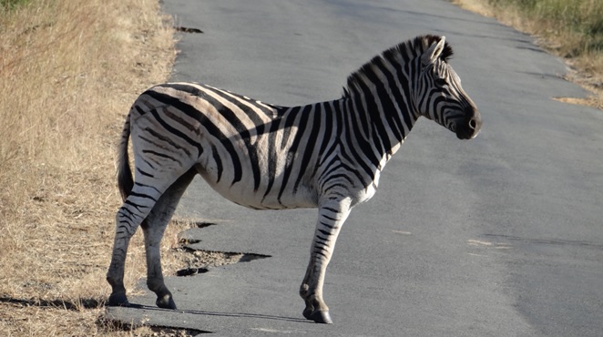 Durban safari tour; Zebra crossing