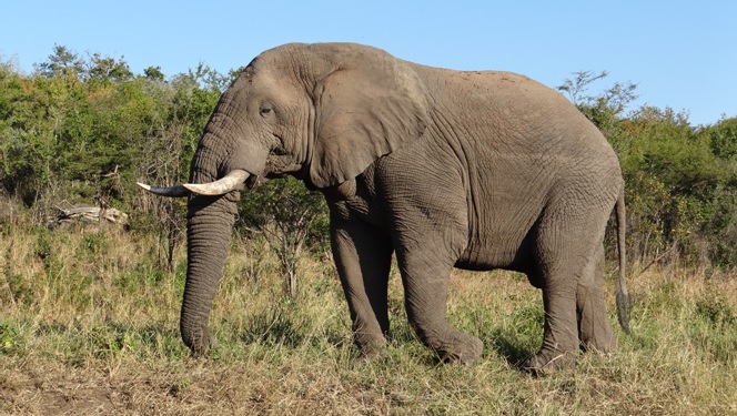 Durban safaris; Elephant bull