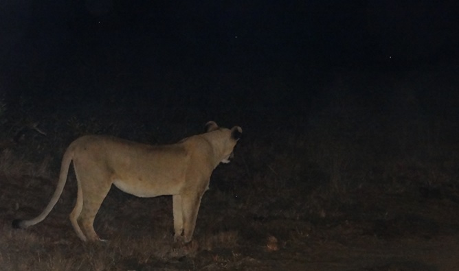 Durban safaris; Lioness