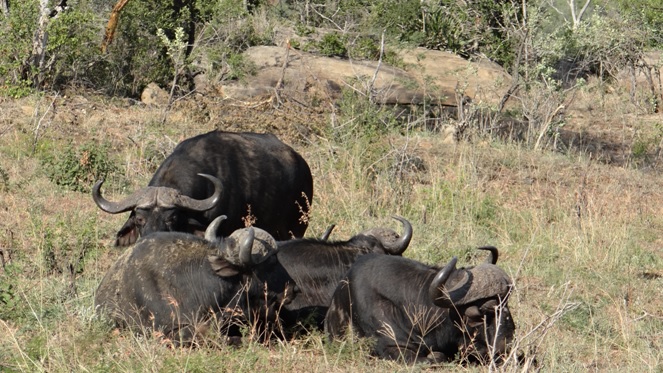 Safari from Durban; Buffalos