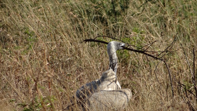 Safari from Durban; White backed Vulture with a twig in its beak