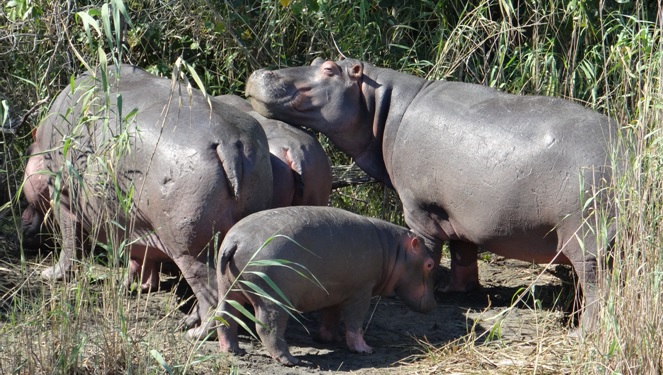 St Lucia day tour; Hippos on shore