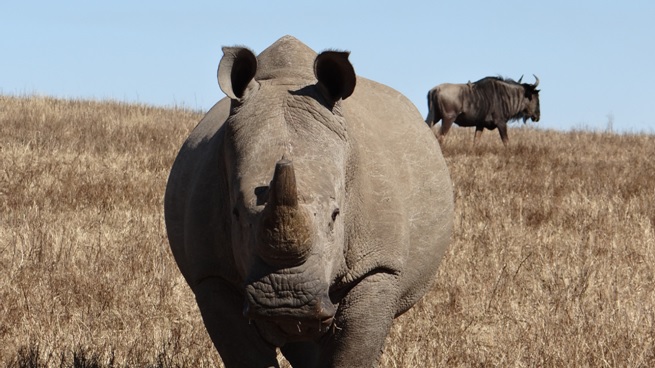 Rhino during the Tala Half Day Tour