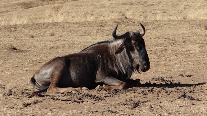Tala day tour; Wildebeest
