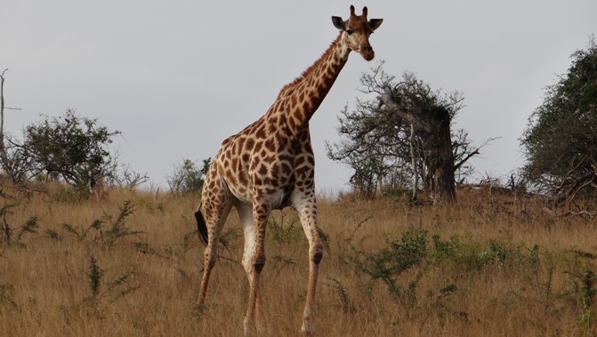 Durban day safari; Giraffe