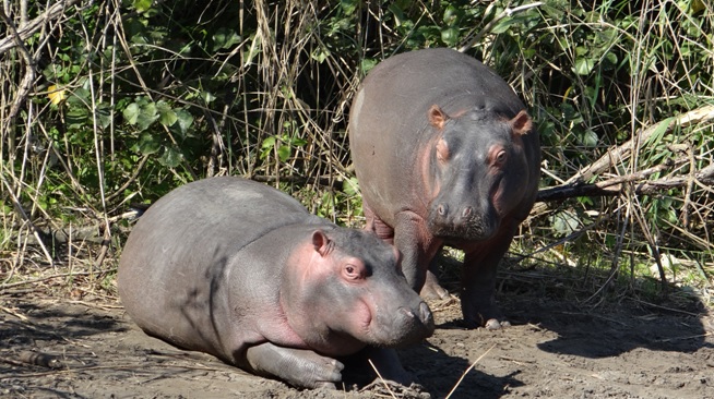 Durban day tour; Baby Hippos out the water