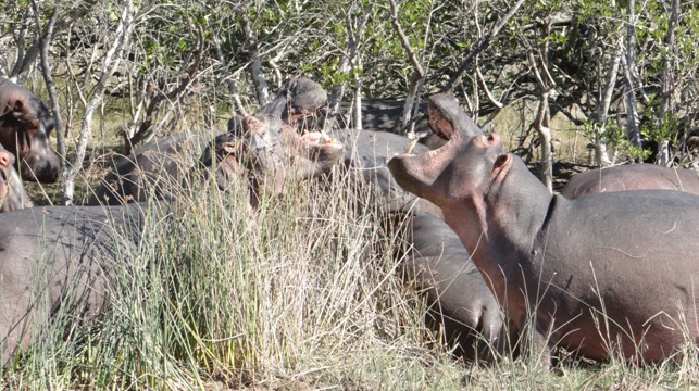 Durban day tour; Hippos fighting