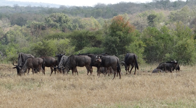 Hluhluwe Big 5 Safari; Wildebeest