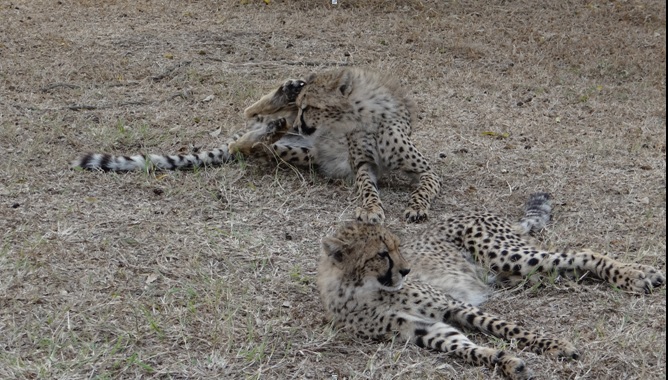 Hluhluwe overnight safari; Cheetah cubs
