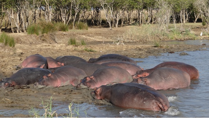 Hluhluwe overnight safari; Hippos