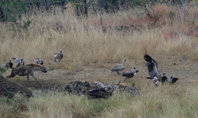 Hluhluwe overnight safari; Hyena charges at Vultures