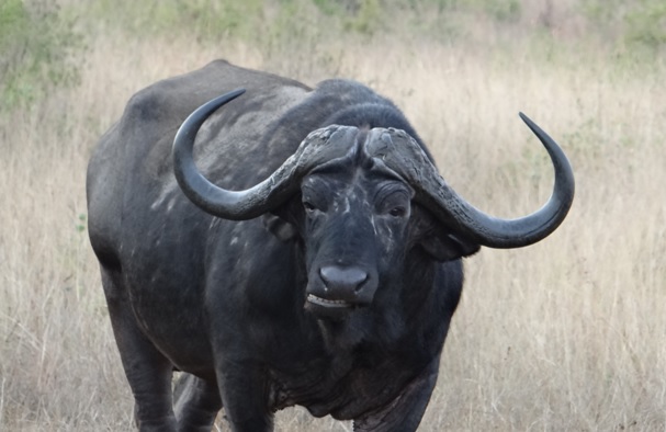 Hluhluwe overnight safari; Old Buffalo bull
