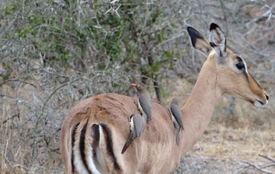 Hluhluwe overnight safari; Red billed ox peckers on Impala