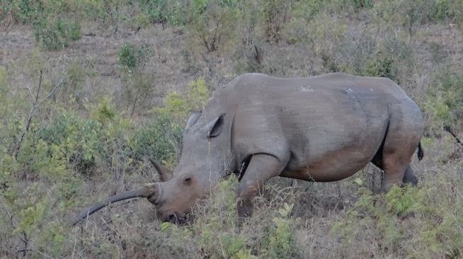 Hluhluwe overnight safari; Rhino
